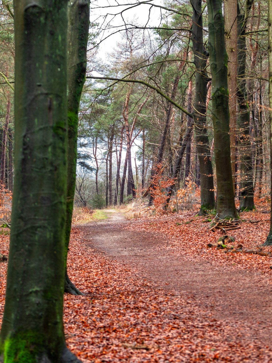 Aktuelles Friedwald Anzeige