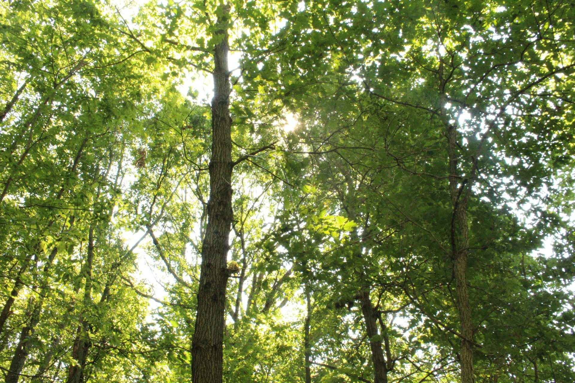 Friedwald Bestattung